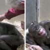 A beteg csimpánz nem volt hajlandó enni, amikor megérkezett a régi gazdája, szinte minden megváltozott