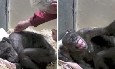 A beteg csimpánz nem volt hajlandó enni, amikor megérkezett a régi gazdája, szinte minden megváltozott